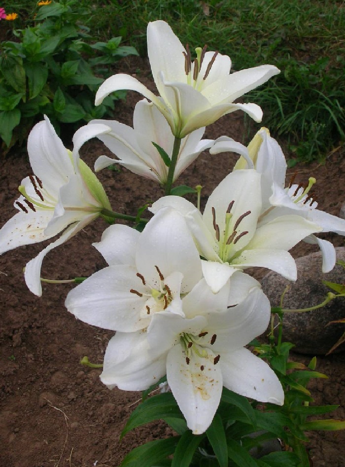 

Лилия Брайт Бриллиант