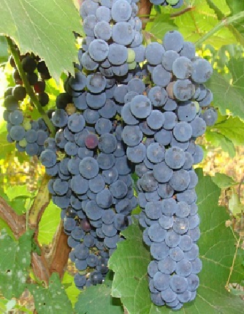 Виноград плодовый Амурский прорыв (Один) 1 шт