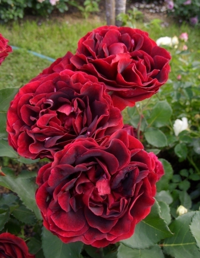 Роза чайно-гибридная Хартс 1 шт дицентра красивая бенинг хартс
