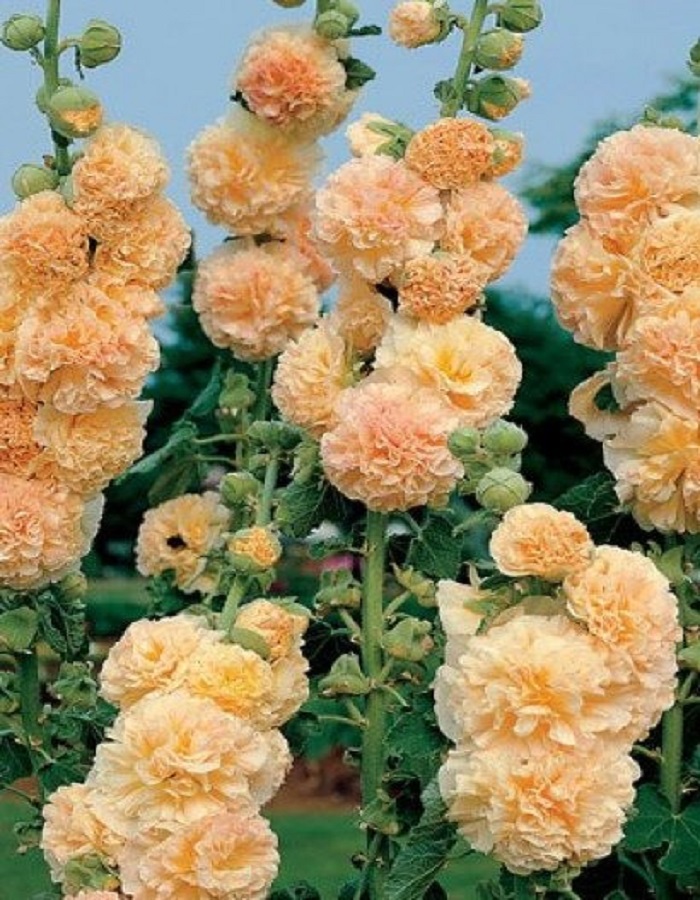 

Мальва розовая Чатерс Дабл Априкот 1 шт Р9