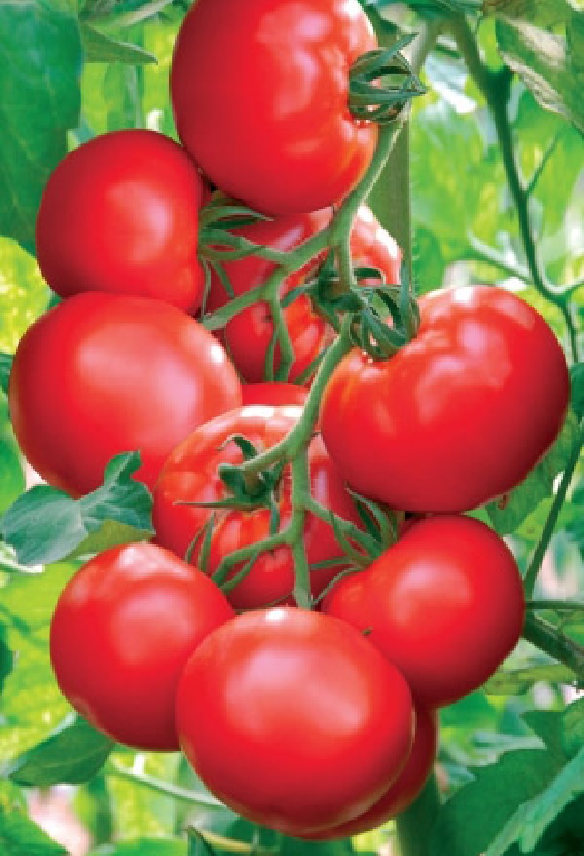 Томат Ранний Холодостойкий (УД) 20 шт цв.п семена томат ранний холодостойкий