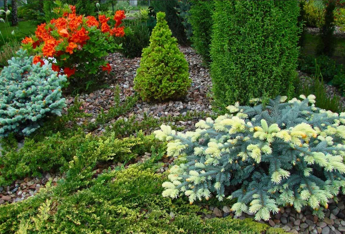 Уход за хвойными весной