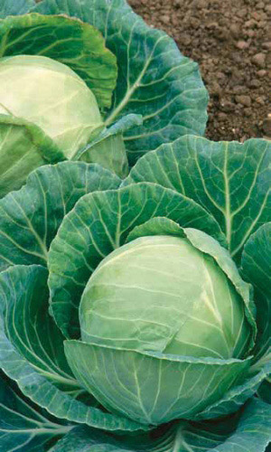 Капуста белокочанная Чудо Ультрараннее F1 (УД) 0,3 гр. цв.п.(Симбиоз)