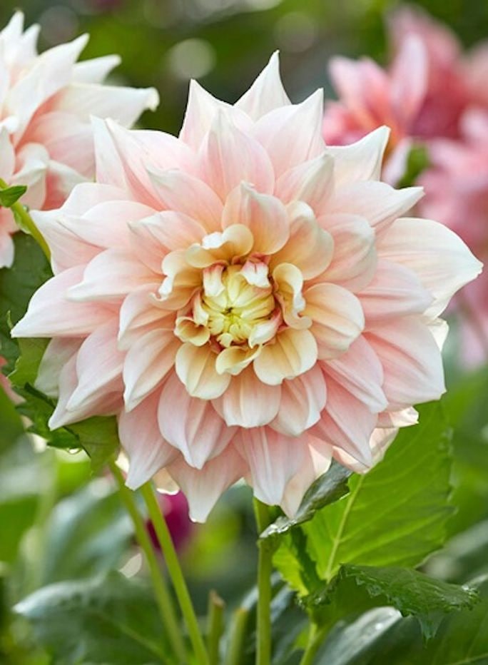 

Георгина Брейк Аут 1 шт