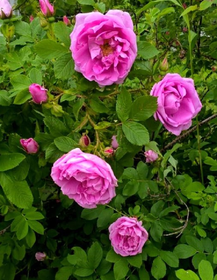 

Роза кустовая Васагейминг 1 шт