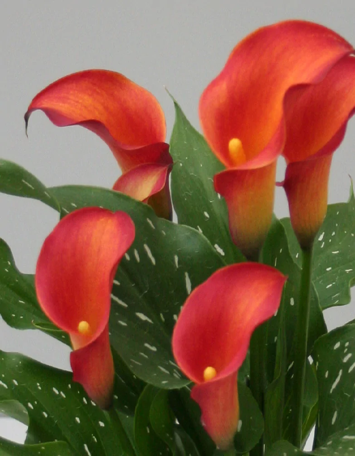 

Калла Капитан Тринити