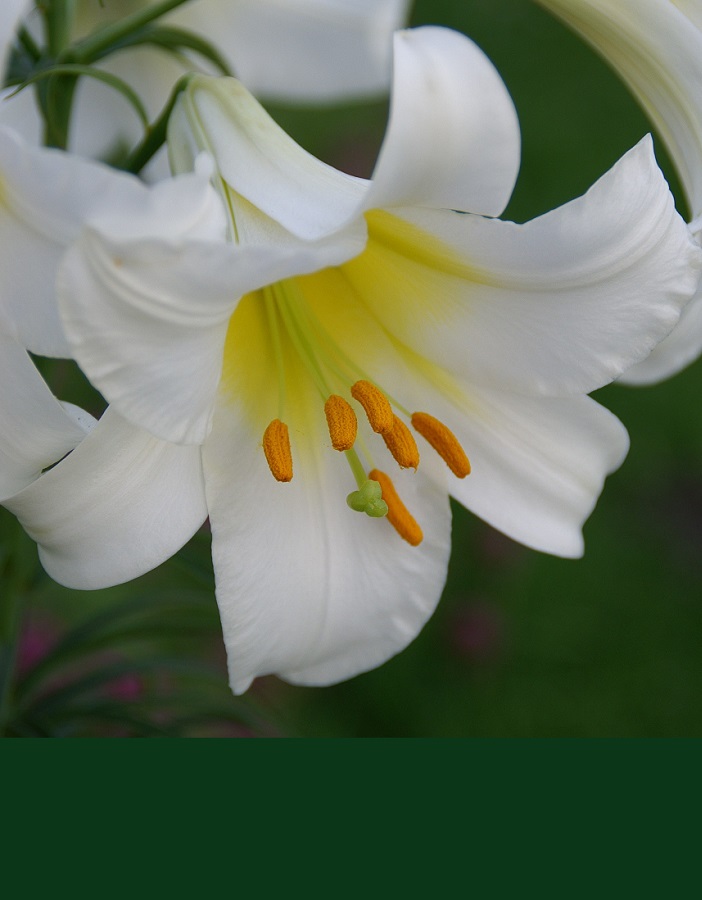 

Лилия Регале Альбум