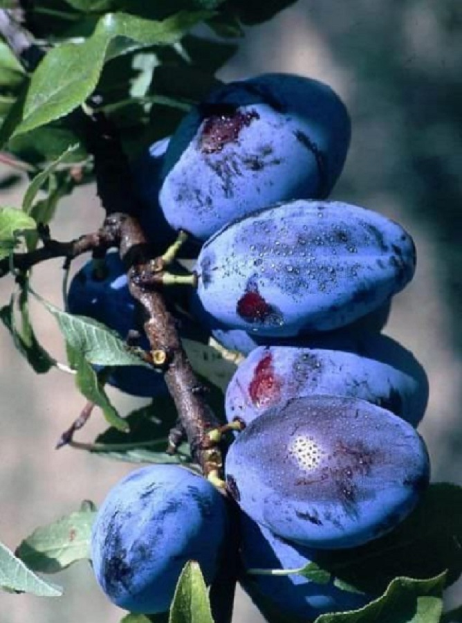 

Слива Чернослив ранний (Сапфир)