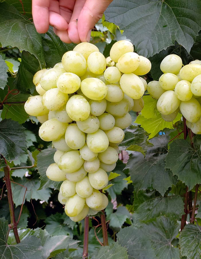Виноград плодовый Лора 1 шт виноград плодовый преображение туба 1 шт весна 2024