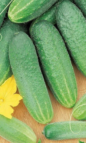 Огурец Вязниковский 37 (УД) 10 шт цв.п