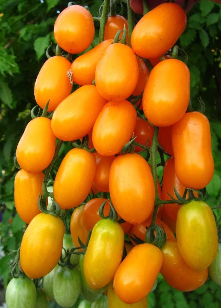 Томат Само совершенство-финик-черри F1 (УД) 5 шт цв.п семена томат черри негро f1