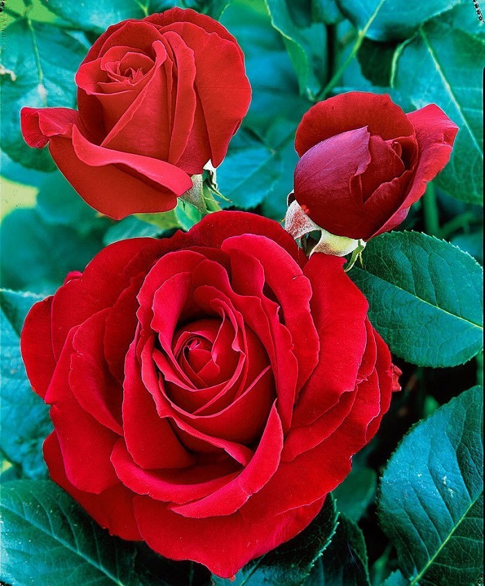 Роза чайно-гибридная красная Магия 1 шт роза чайно гибридная саженцы черная магия