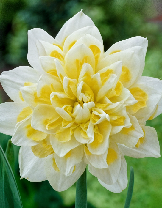 

Нарцисс Ирен Коупленд 1 уп (4 шт.)