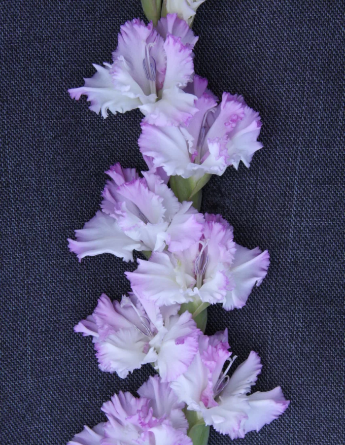 Гладиолус Орхид Лейс 1 уп. (3 шт.) тиарелла силван лейс