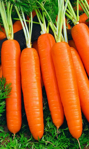 Морковь Сочная и сладкая (УД) (ГЕЛЕВОЕ ДРАЖЕ) 250 шт цв.п