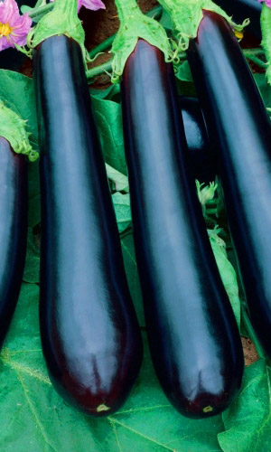 Баклажан Черная Пантера (УД) 20 шт цв.п.
