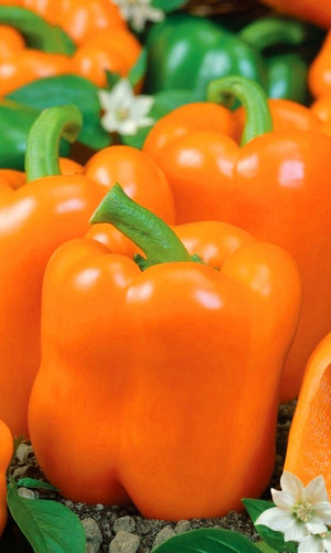 Перец сладкий Мегатон Оранжевый F1 (УД) 12 шт. цв.п.