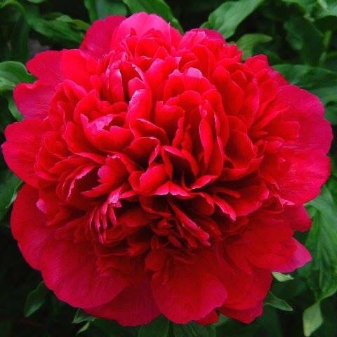 Пион травянистый Комманд Перфоманс