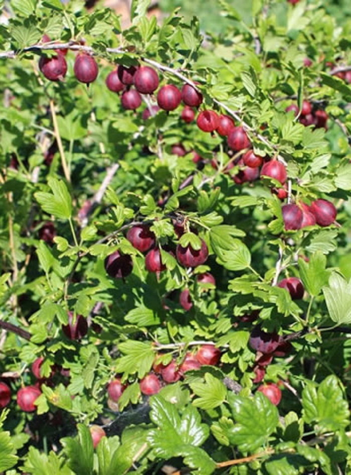 

Крыжовник Куйбышевский