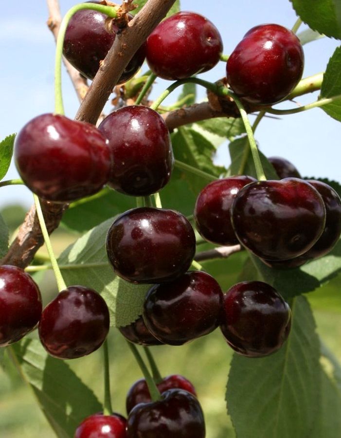 

Вишня Любская