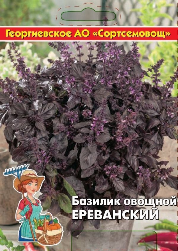 

Базилик Ереванский (Арарат) 5 гр цв.п (Сортсемовощ)