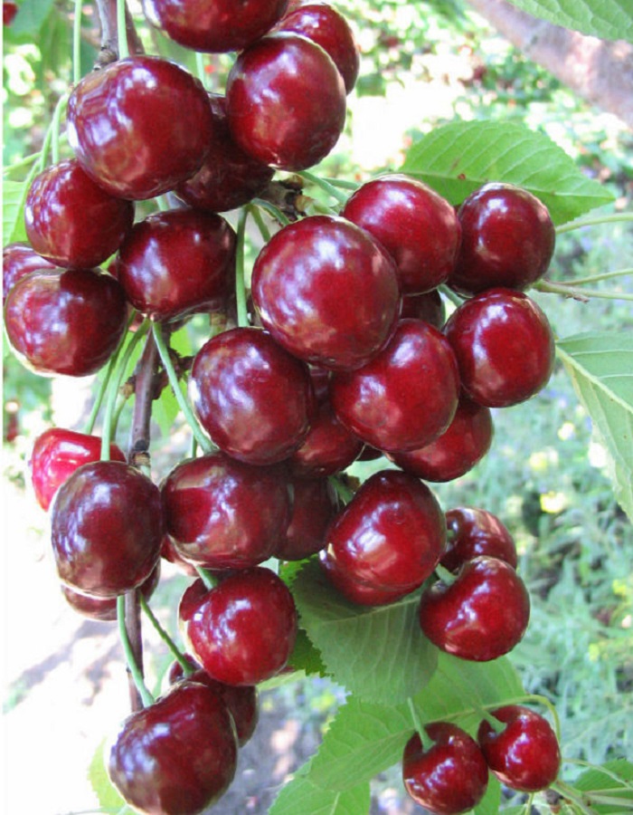 

Черешня Итальянка