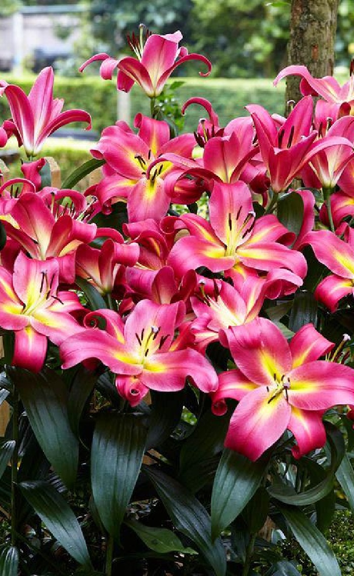 

Лилия Эмполи