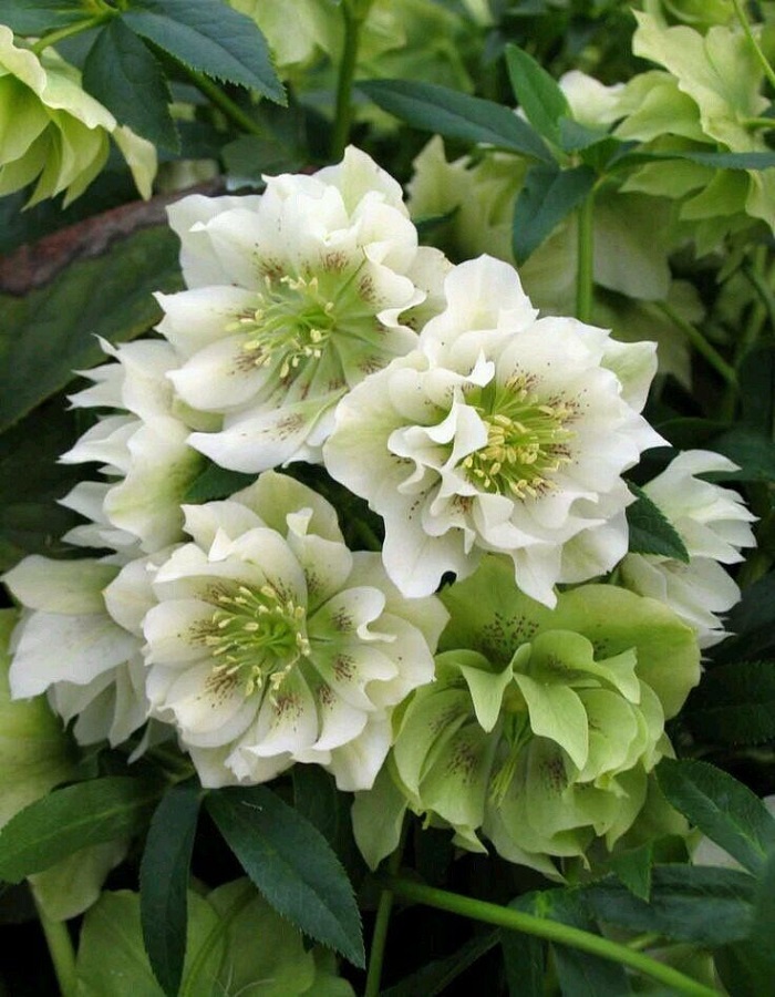 

Морозник Дабл Эллен Вайт