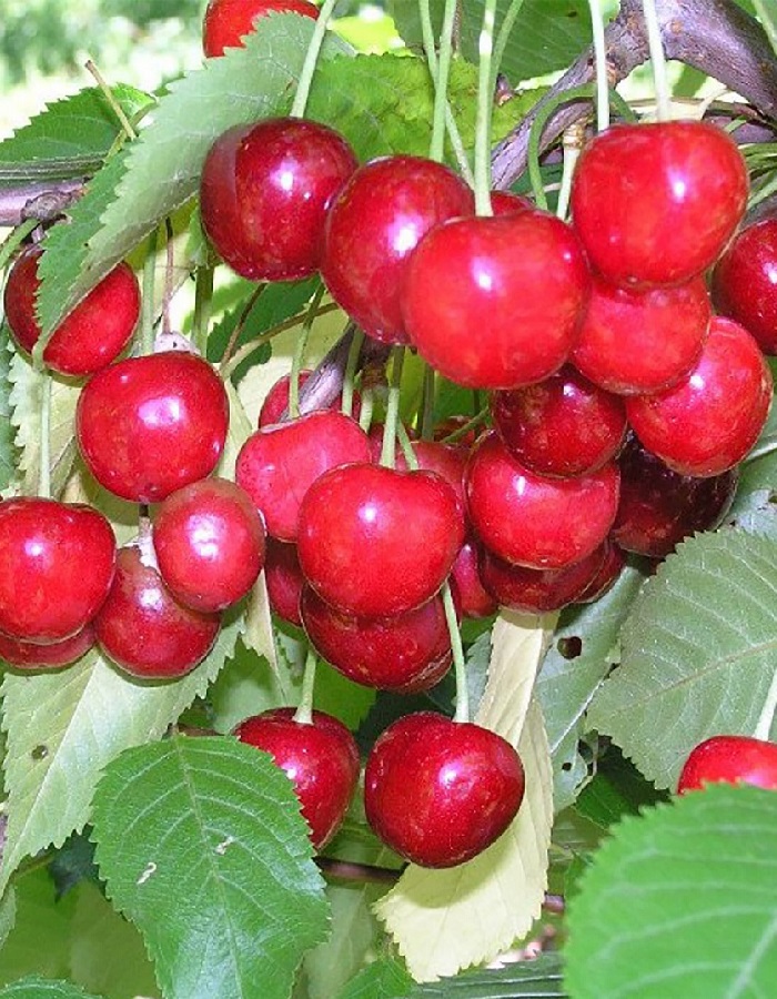 

Черешня Овстуженка