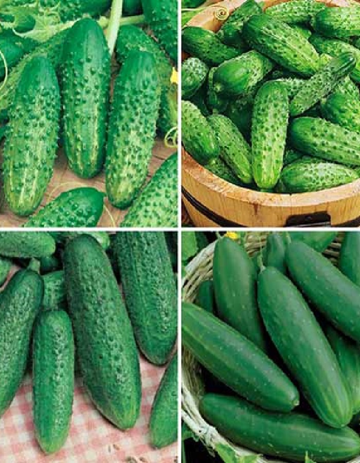 

Огурец Смесь консервных сортов(Plant) Блистер (УД) 20 шт цв.п