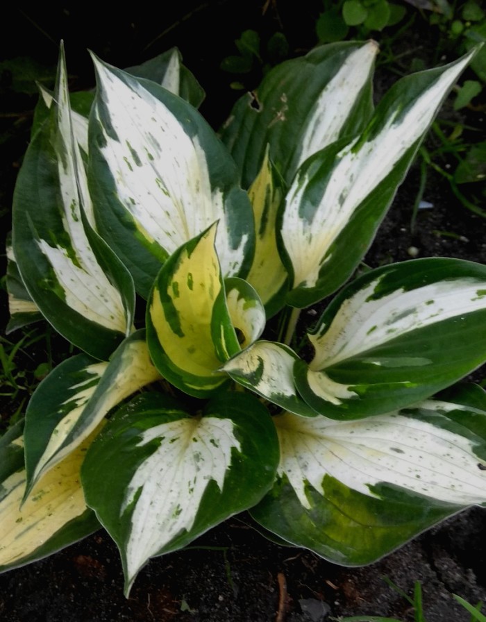 

Хоста Революшен