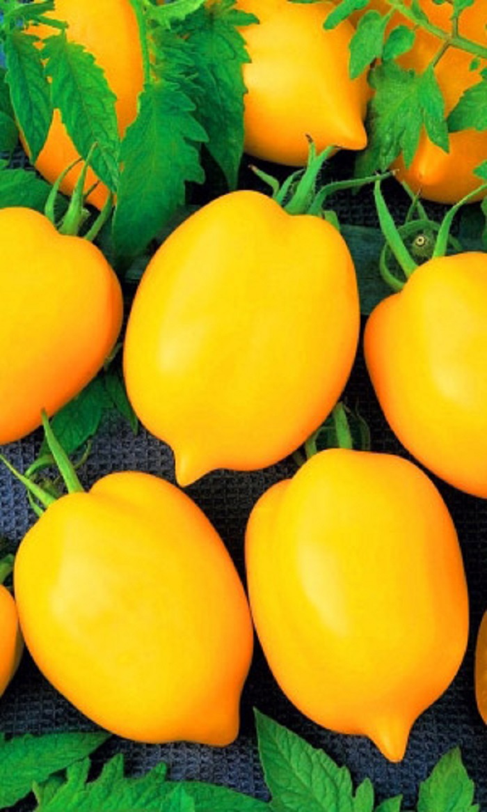Томат Лимончики (УД) 20шт цв.п. семена томат севрюга 20шт