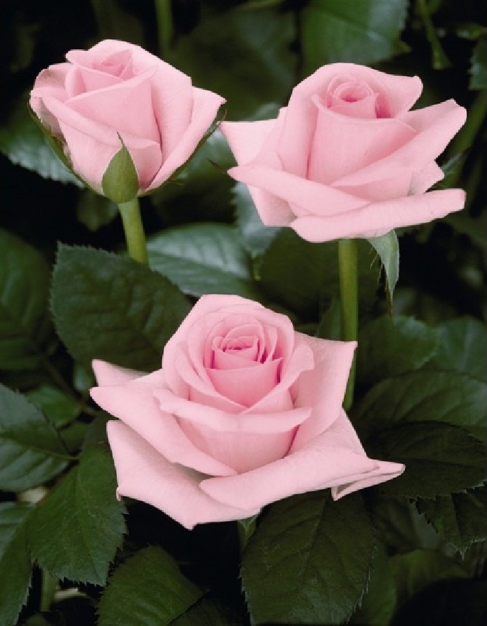 Роза чайно-гибридная Титаник 1 шт саженец розы титаник чайно гибридная роза