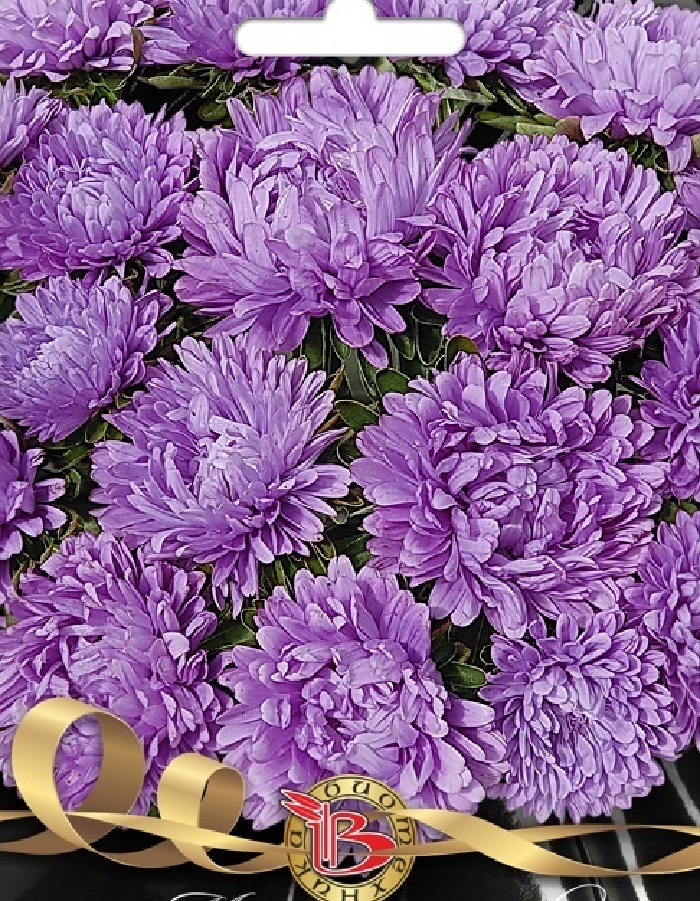 

Астра Май Леди Лилак 30 шт