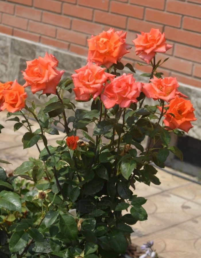 Роза чайно-гибридная Анжелика 1 шт роза поларстерн чайно гибридная топалович