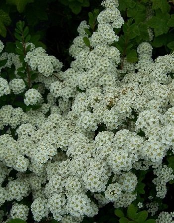 

Спирея Сноумаунд 1 шт Р9