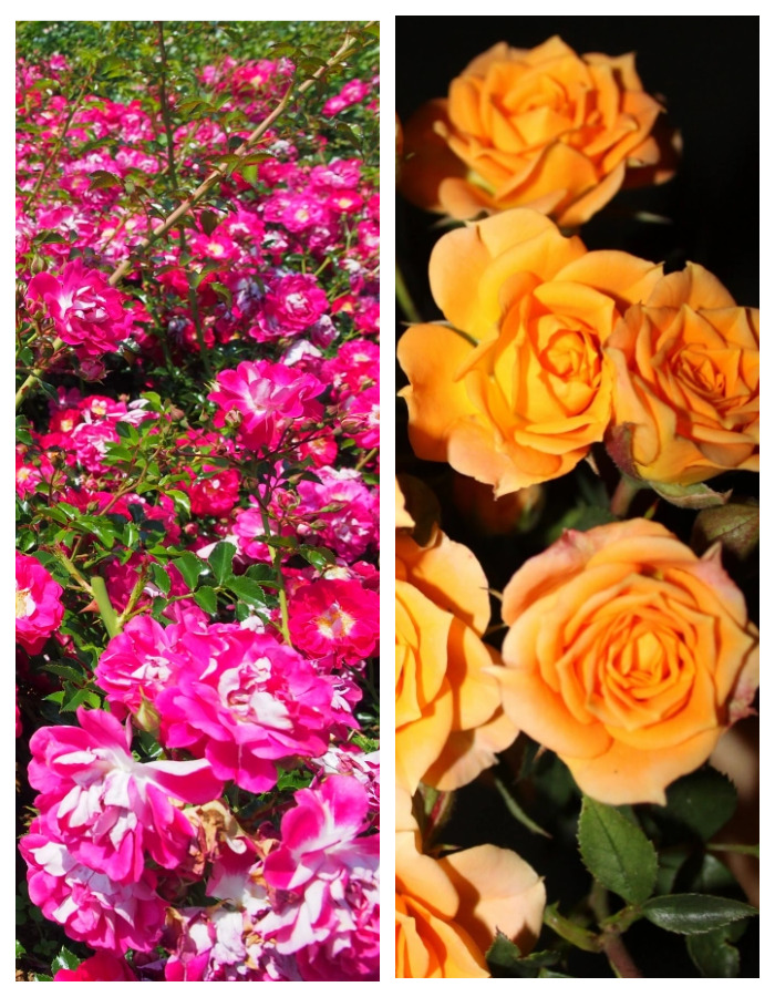 Набор роз Цветущие миры 2 саженца набор роз ванильное небо 2 саженца