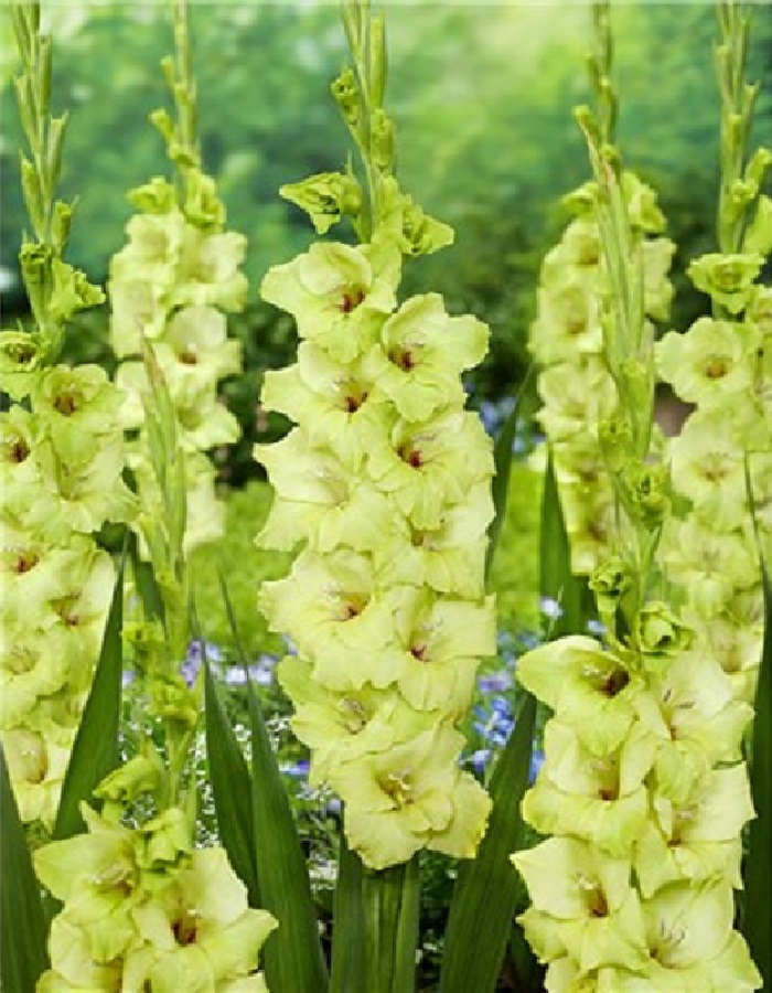 

Гладиолус Прима Верде