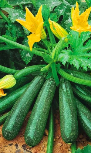 Кабачок Диво Дивное (УД) 10 шт цв.п