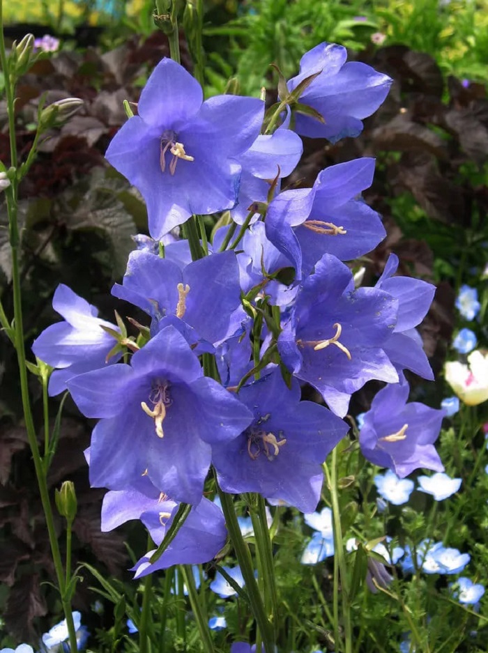 Колокольчик персиколистный синий ASF 1 шт Р9 399₽