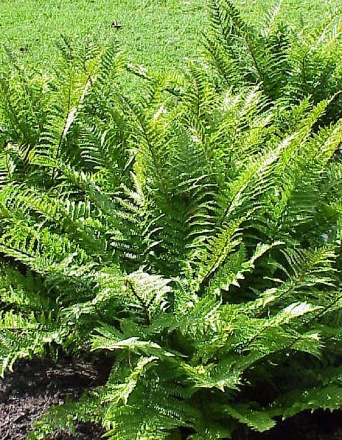 

Папоротник щитовник аф. Аугустата Криспата 1 шт Р9