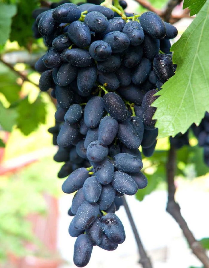 Виноград плодовый Академик 1 шт
