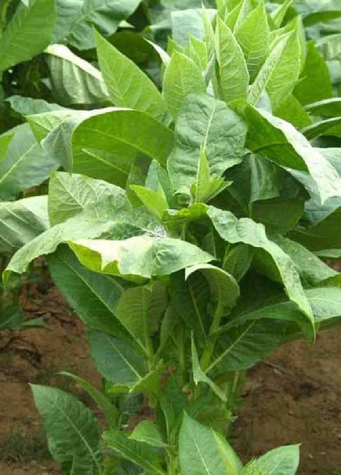 

Табак Восточный (УД) 0,05 гр