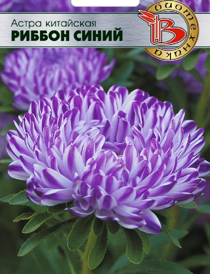 

Астра Риббон Блю 30 шт