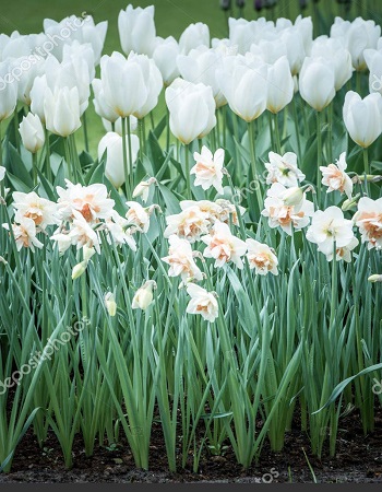 Набор "Белые тюльпаны и нарциссы"  38 шт