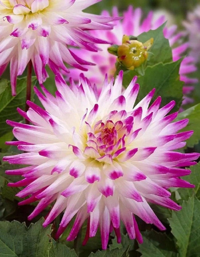 

Георгина Хейли Джейн 1 шт