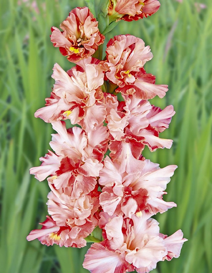 

Гладиолус Улыбка до ушей