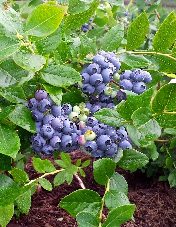 

Голубика низкорослая Полярис