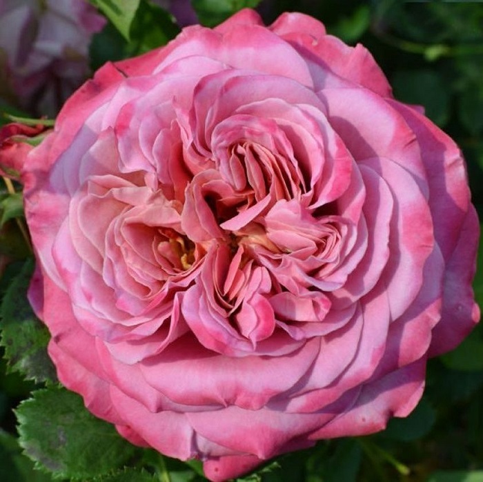 Роза шраб Агнес Шиллингер