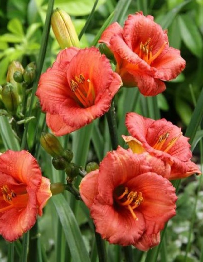 

Лилейник Космополитан